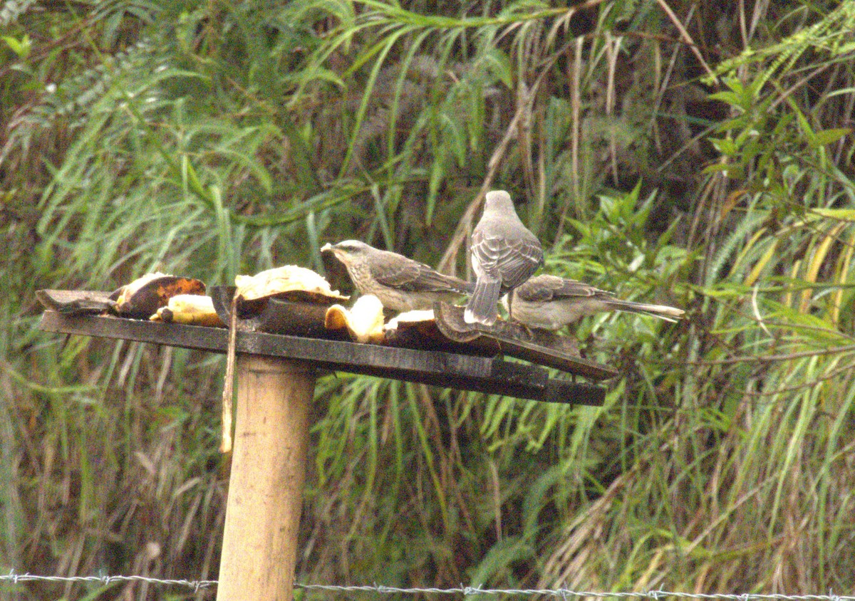 Tropical Mockingbird - ML638200829