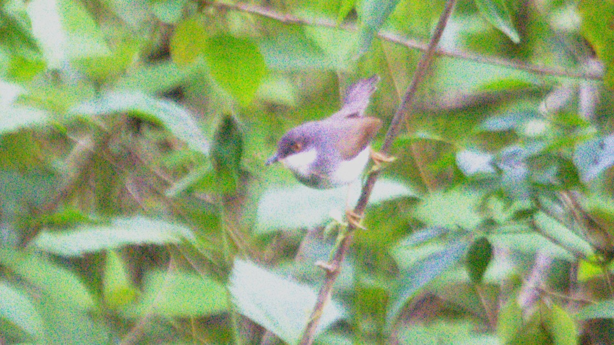 Gray-breasted Prinia - ML638200831