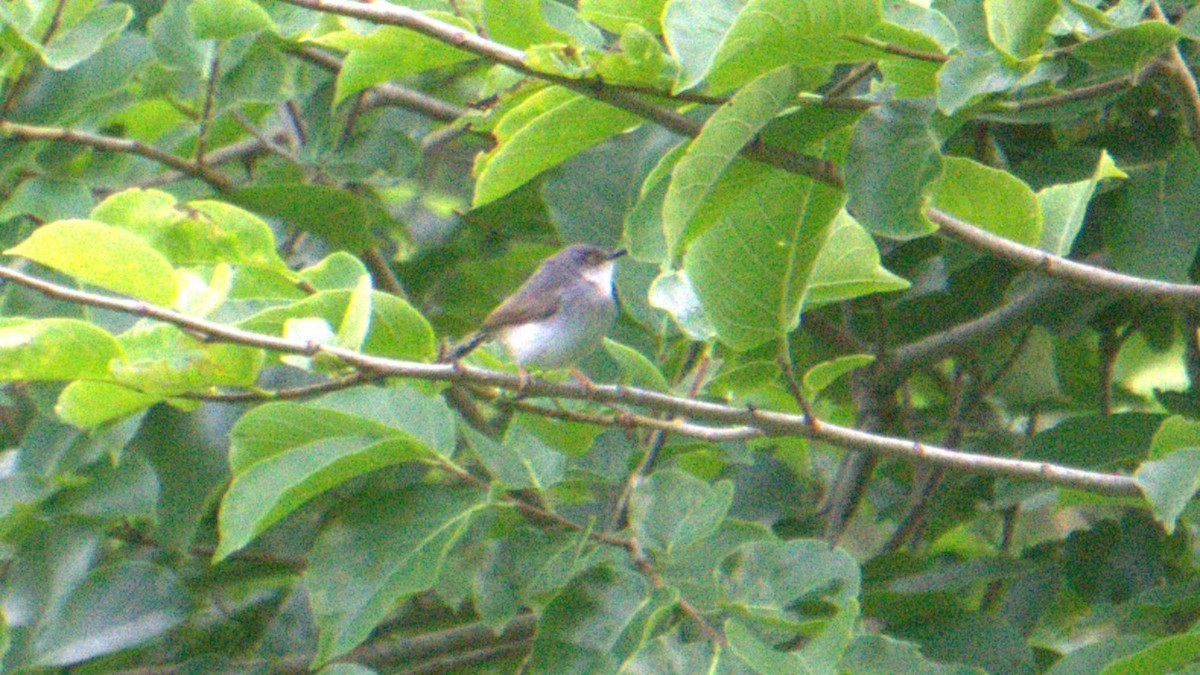 Gray-breasted Prinia - ML638200832