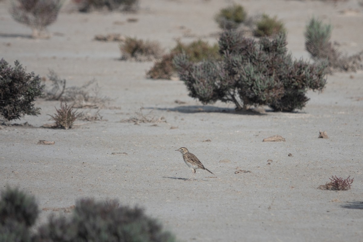 Australian Pipit - ML638200836