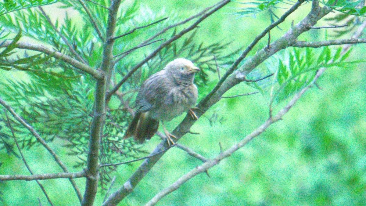 Yellow-billed Babbler - ML638200843