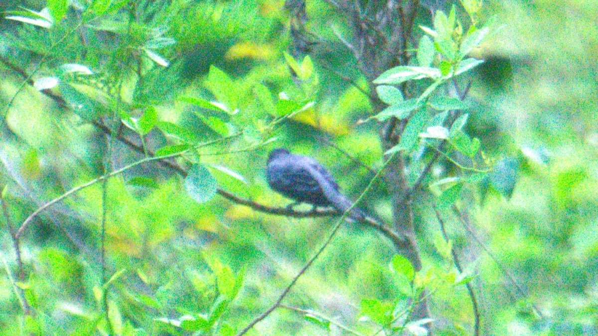 Black-headed Cuckooshrike - ML638200865