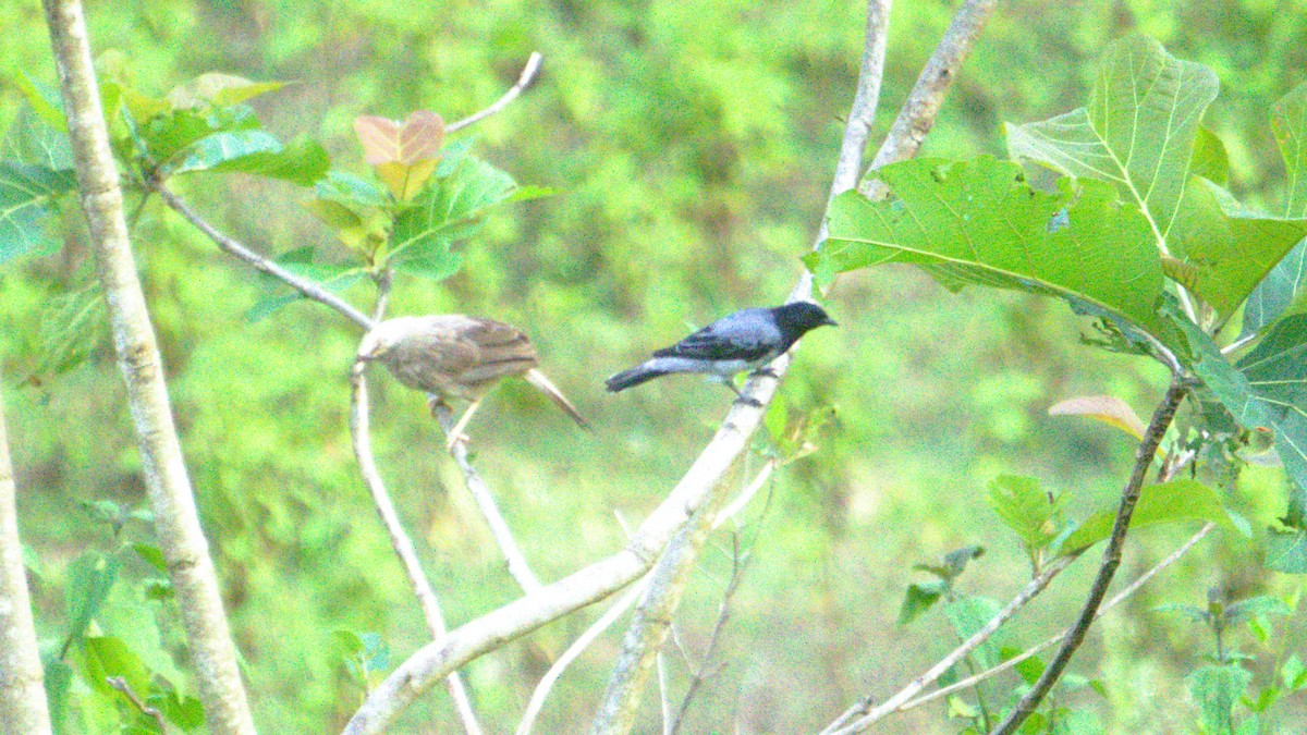Black-headed Cuckooshrike - ML638200867