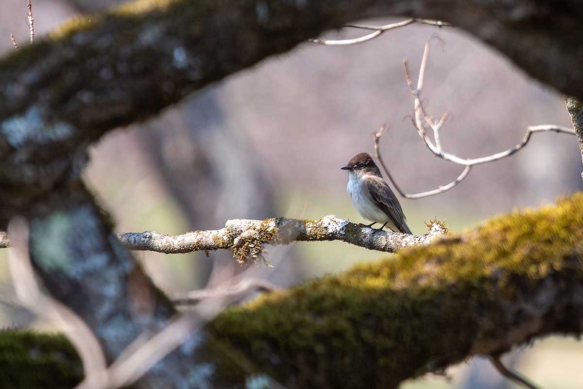 ツキヒメハエトリ - ML638200872