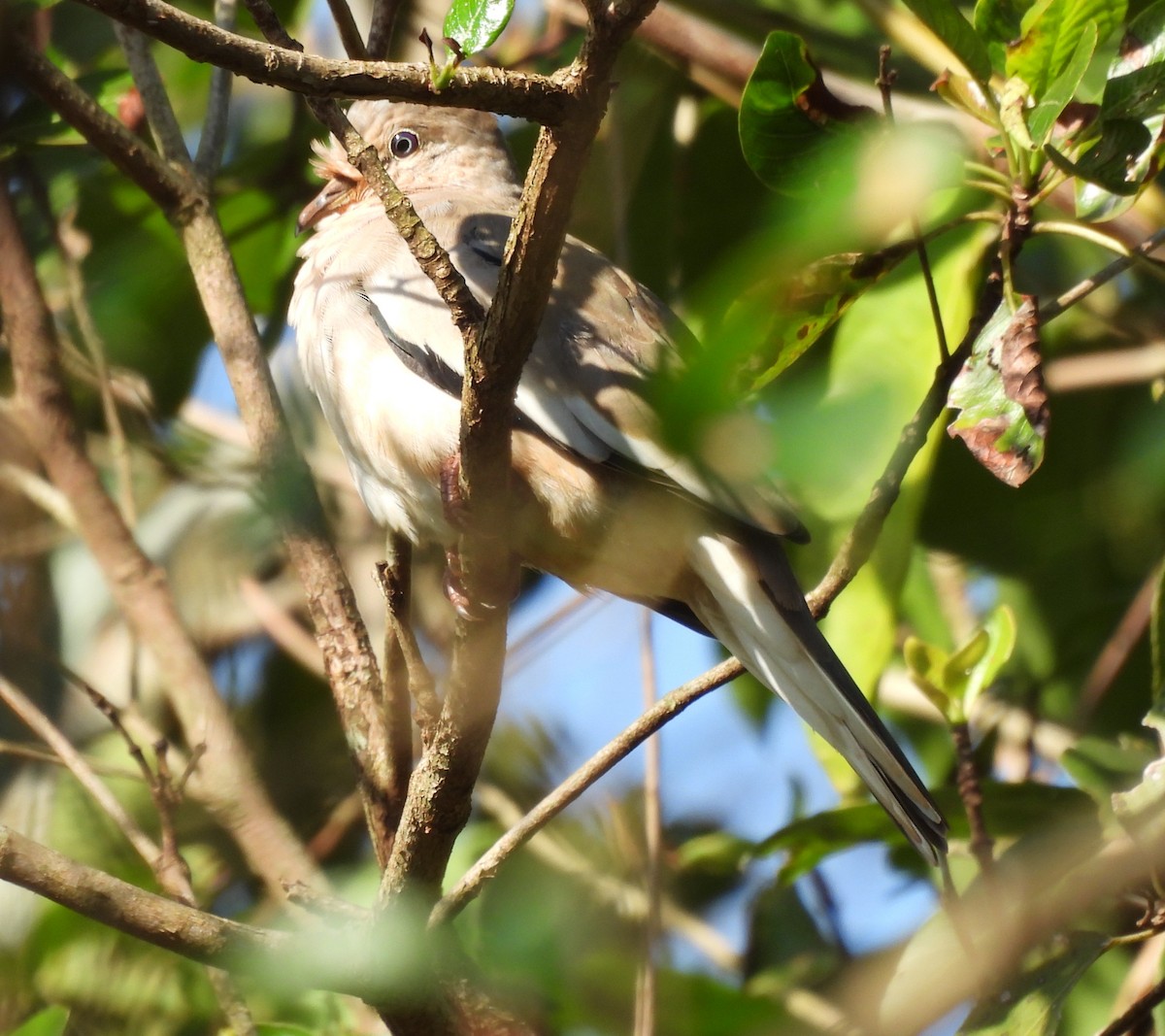 Colombe picui - ML638200906