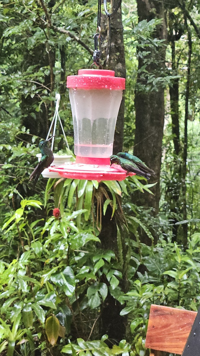 Green-crowned Brilliant - ML638200932