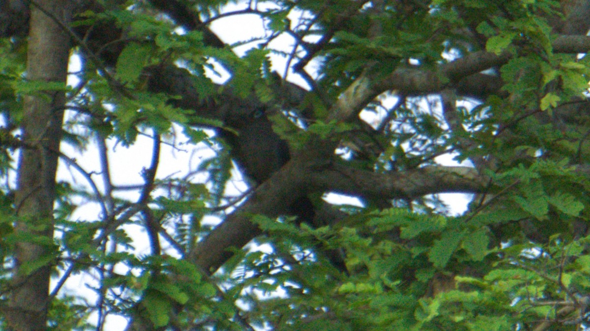Blue-faced Malkoha - ML638200934