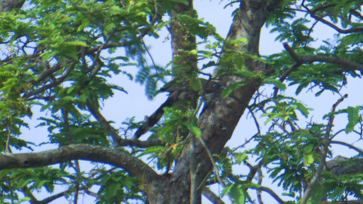 Blue-faced Malkoha - ML638200936