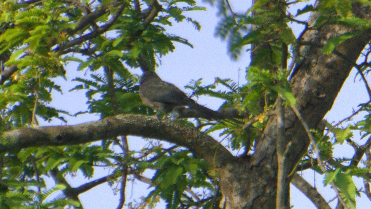 Blue-faced Malkoha - ML638200937