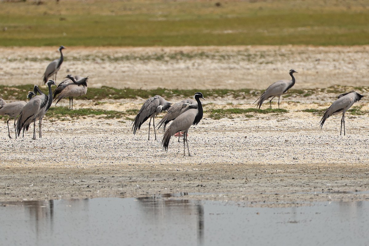 Demoiselle Crane - ML638200972