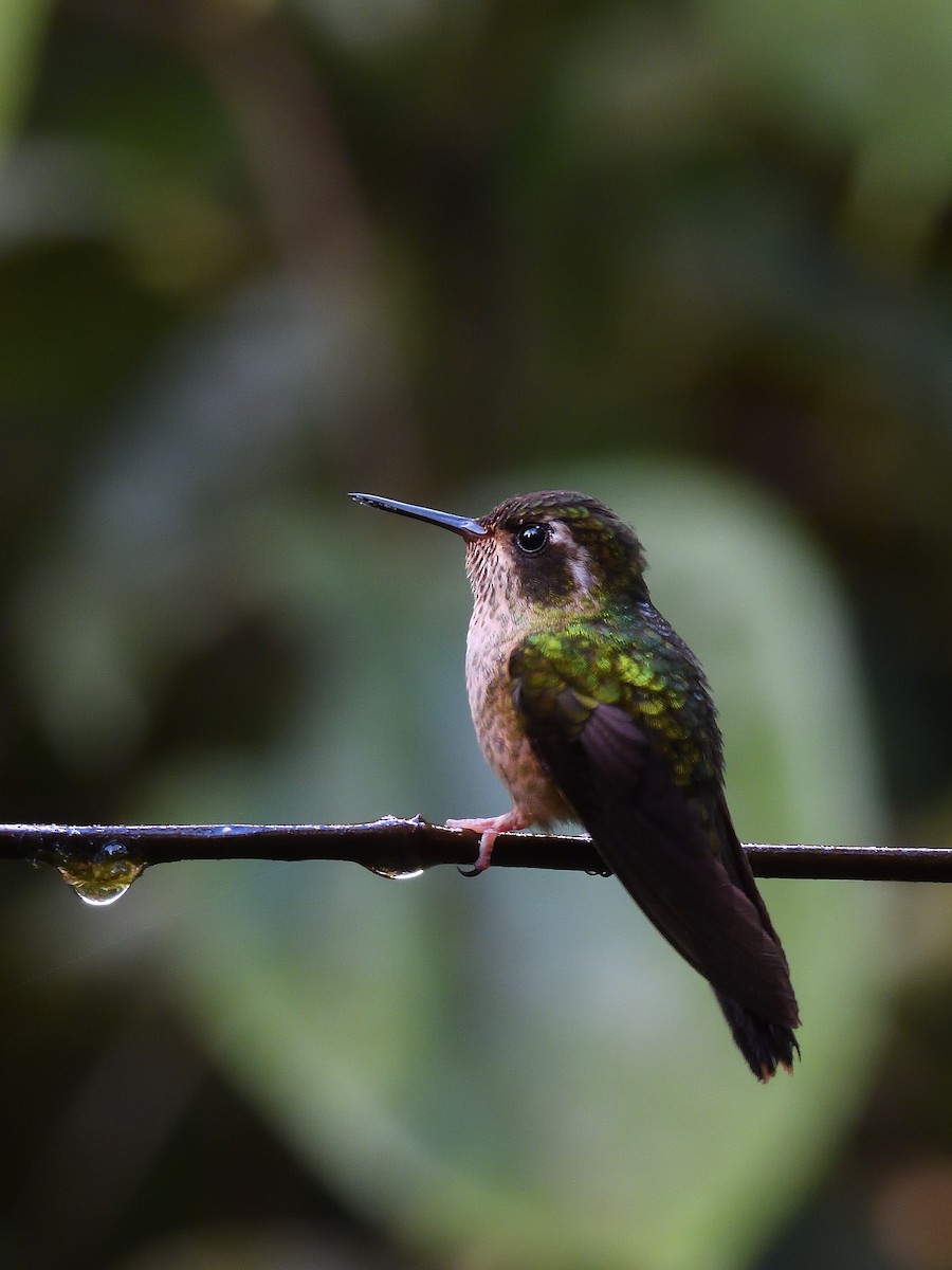 Speckled Hummingbird - ML638200990