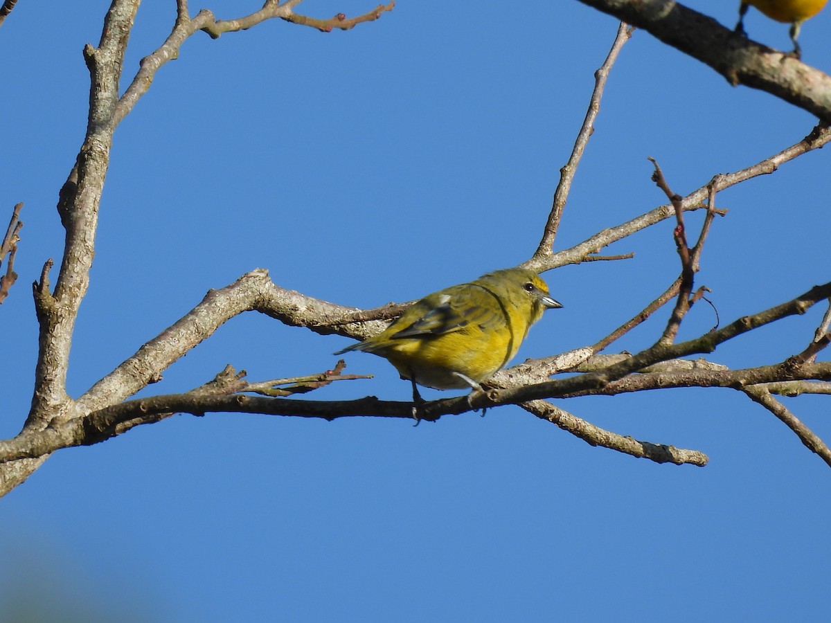 Purple-throated Euphonia - ML638201012