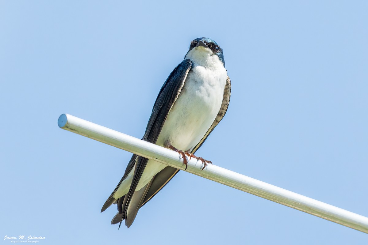Tree Swallow - ML638201025