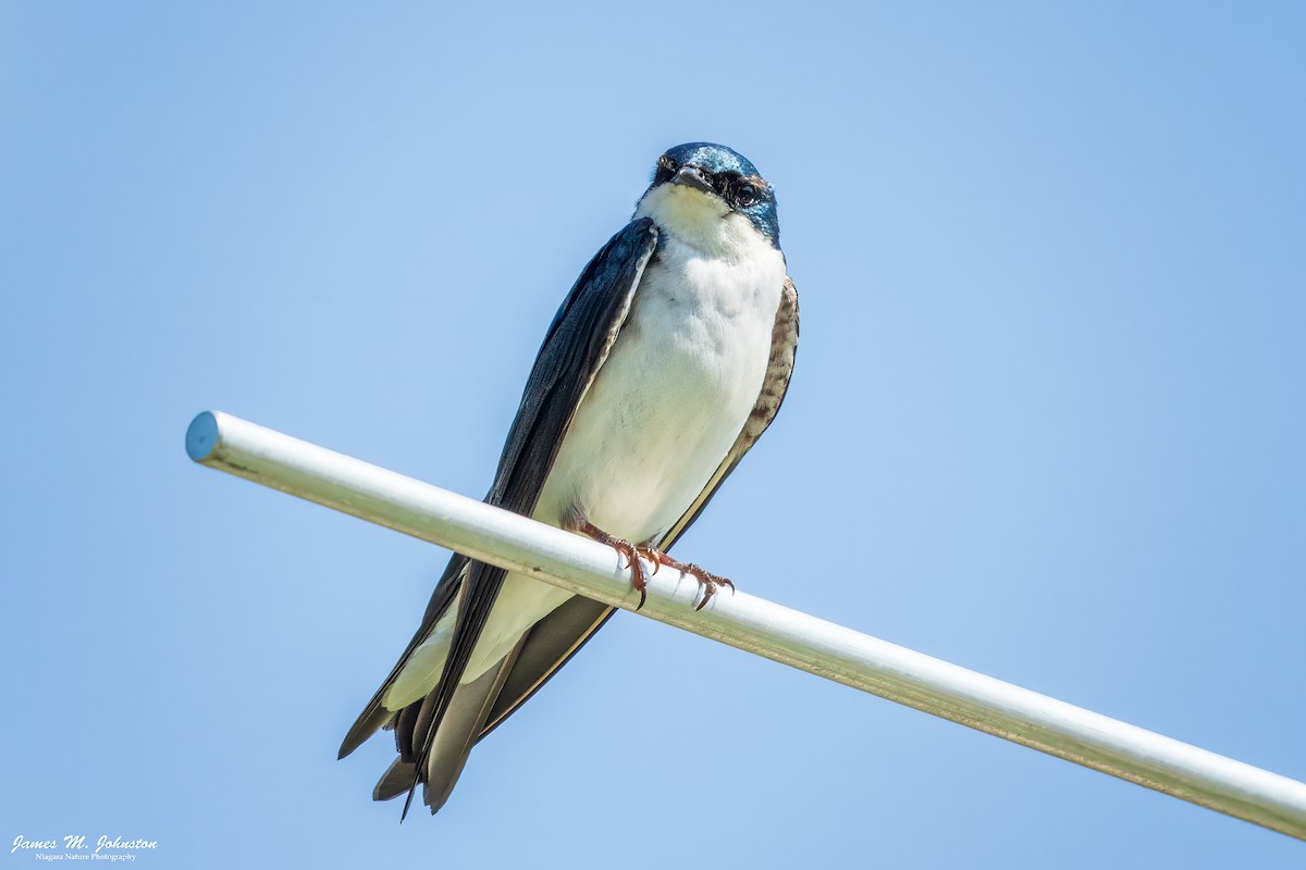 Tree Swallow - ML638201026