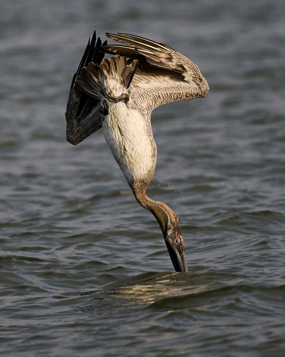 Brown Pelican - ML638201043