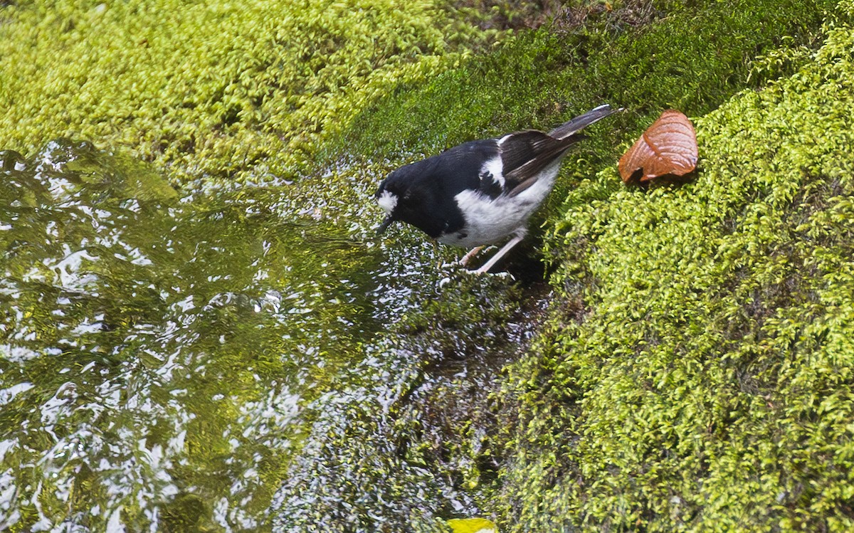 Little Forktail - ML638201046