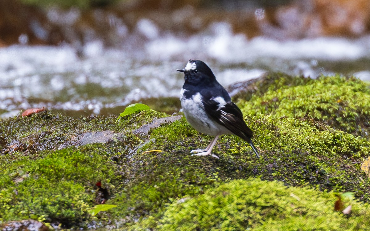 Little Forktail - ML638201047