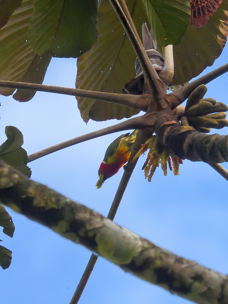Red-headed Barbet - ML638201055