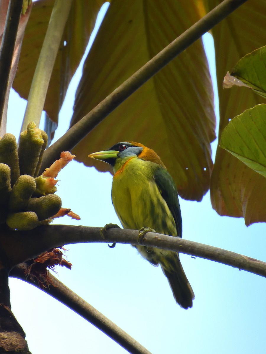 Red-headed Barbet - ML638201056