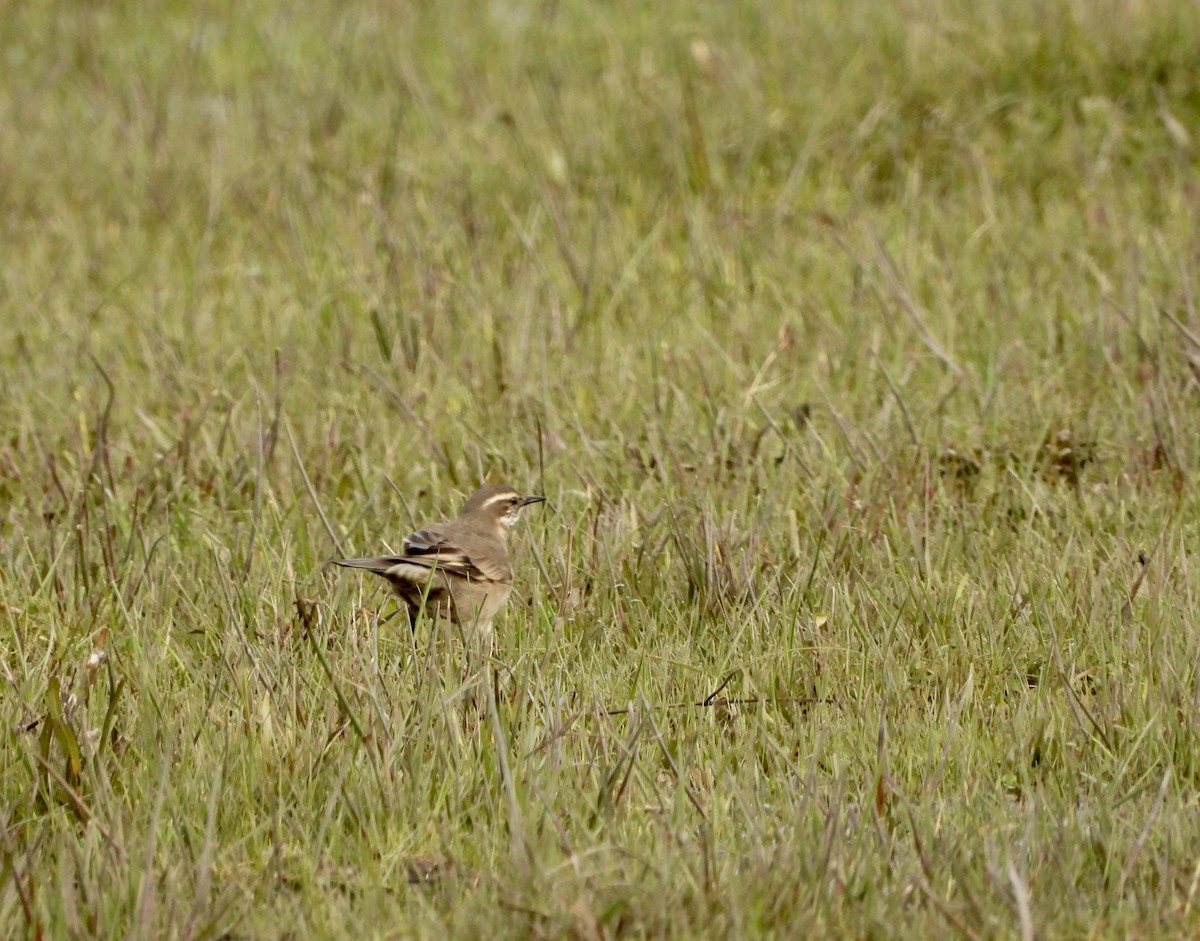 Buff-winged Cinclodes - ML638201059