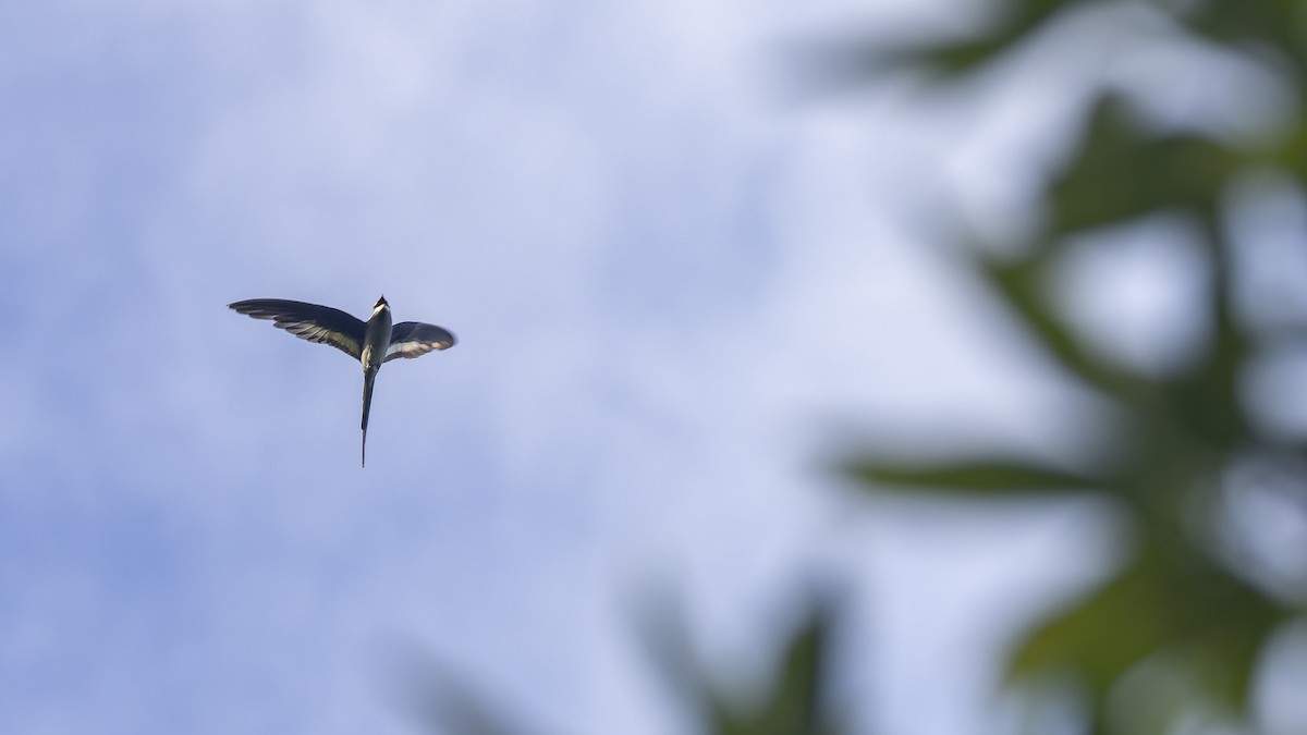 Moustached Treeswift - ML638201089
