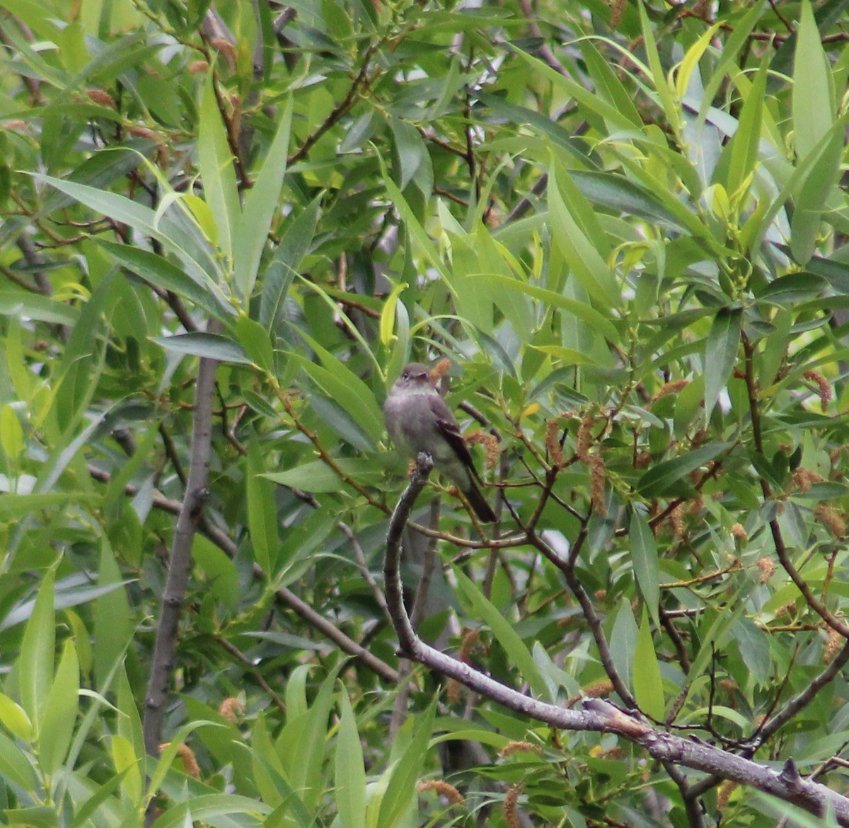 Western Wood-Pewee - ML638201107