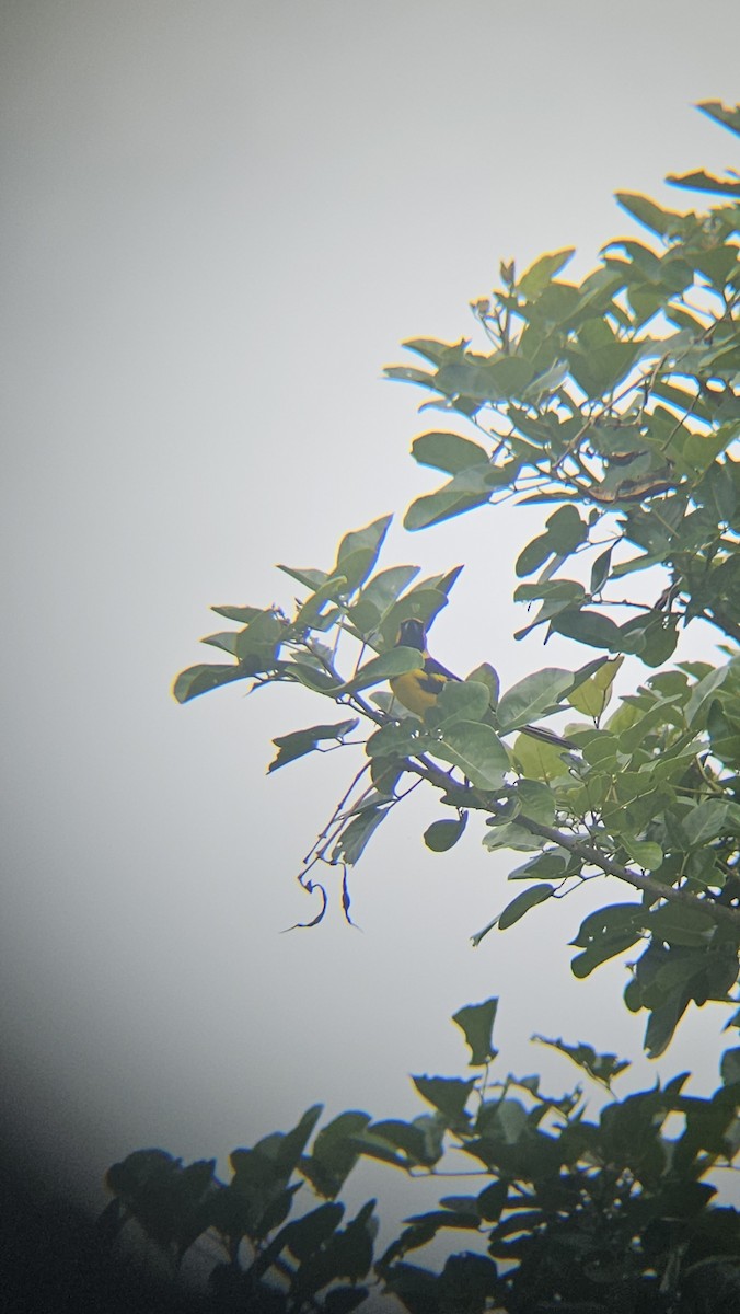 Yellow-tailed Oriole - ML638201120