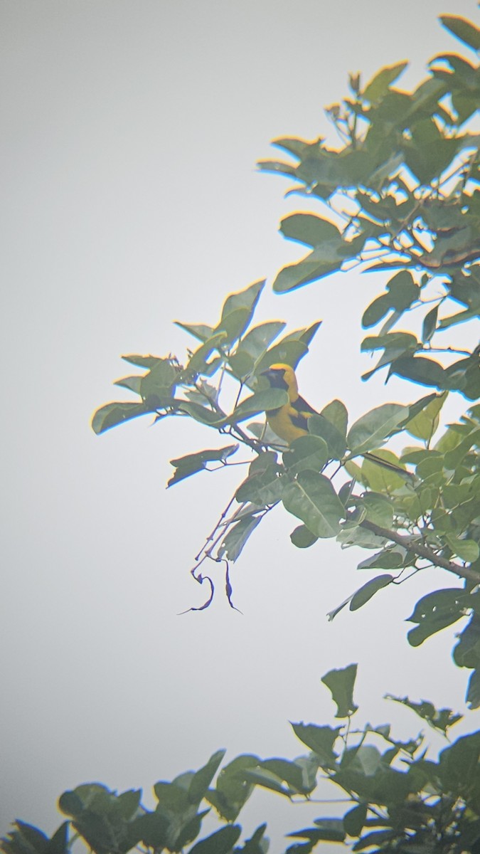 Yellow-tailed Oriole - ML638201121