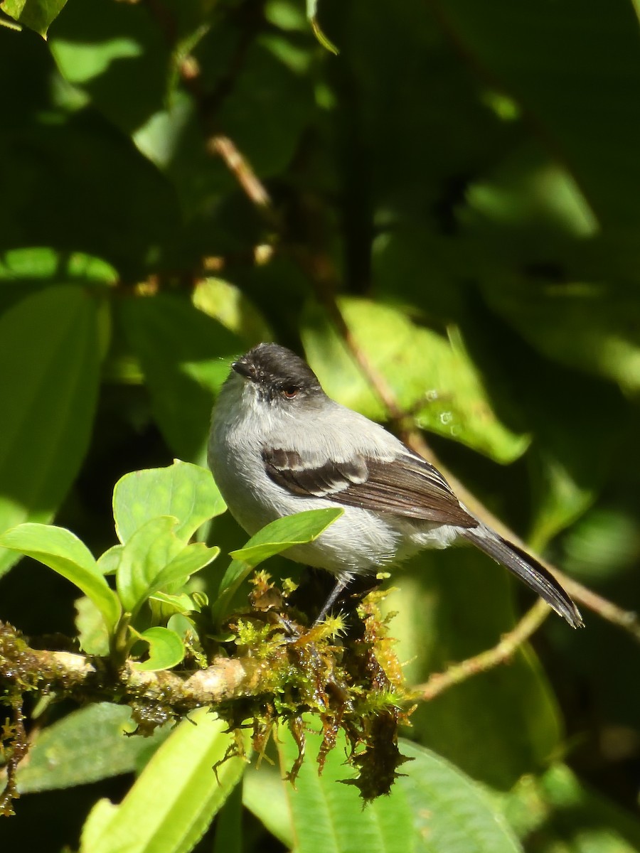 Torrent Tyrannulet - ML638201125