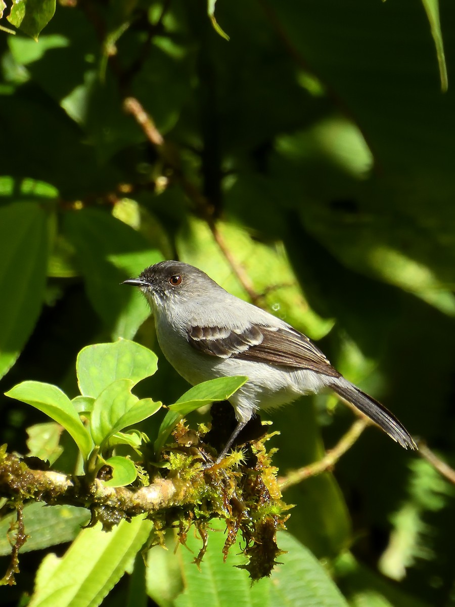 Torrent Tyrannulet - ML638201126