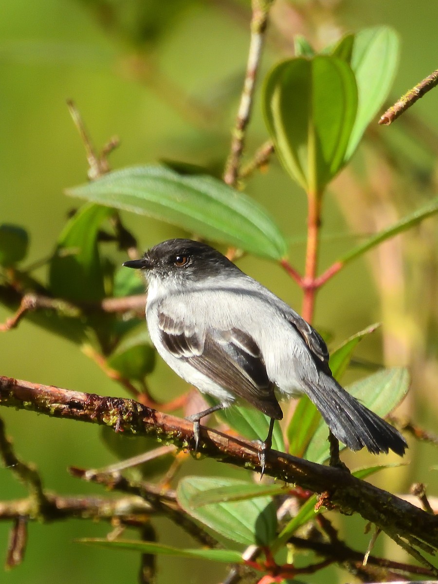 Torrent Tyrannulet - ML638201127
