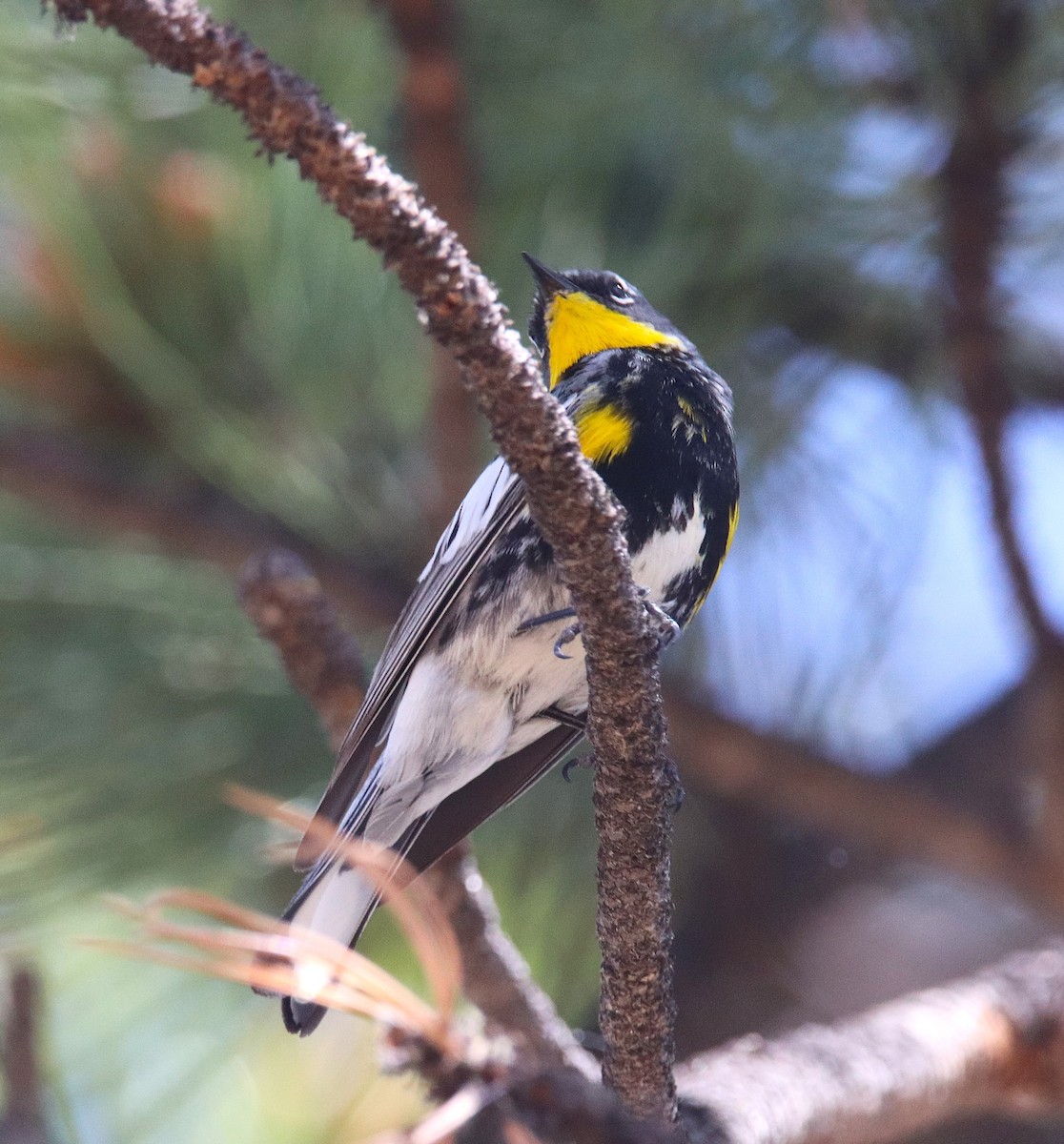 Yellow-rumped Warbler (Audubon's) - ML638201144
