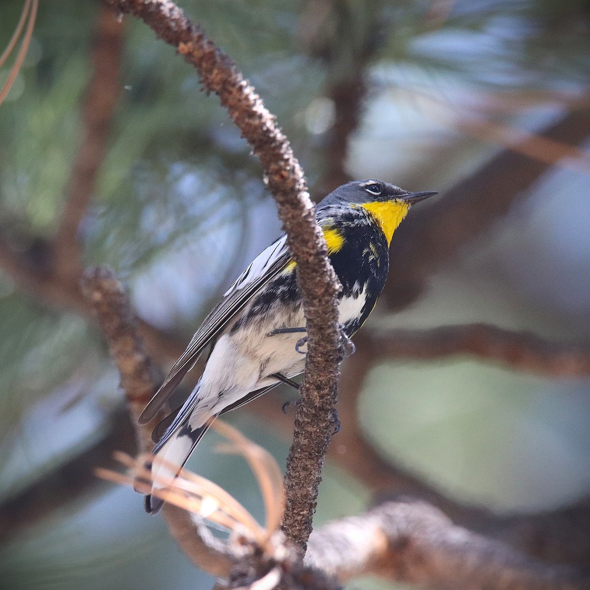 Yellow-rumped Warbler (Audubon's) - ML638201145