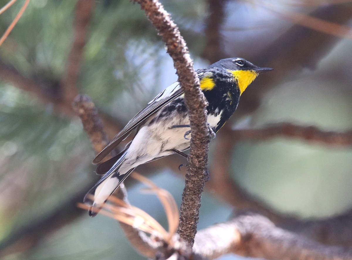 Yellow-rumped Warbler (Audubon's) - ML638201146