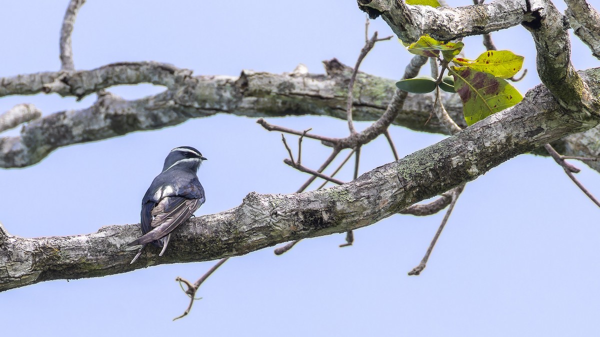 Moustached Treeswift - ML638201148