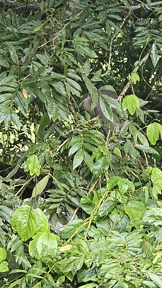 Boat-billed Heron - ML638201153