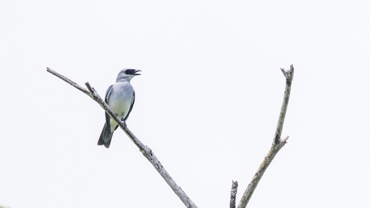 White-bellied Cuckooshrike - ML638201154