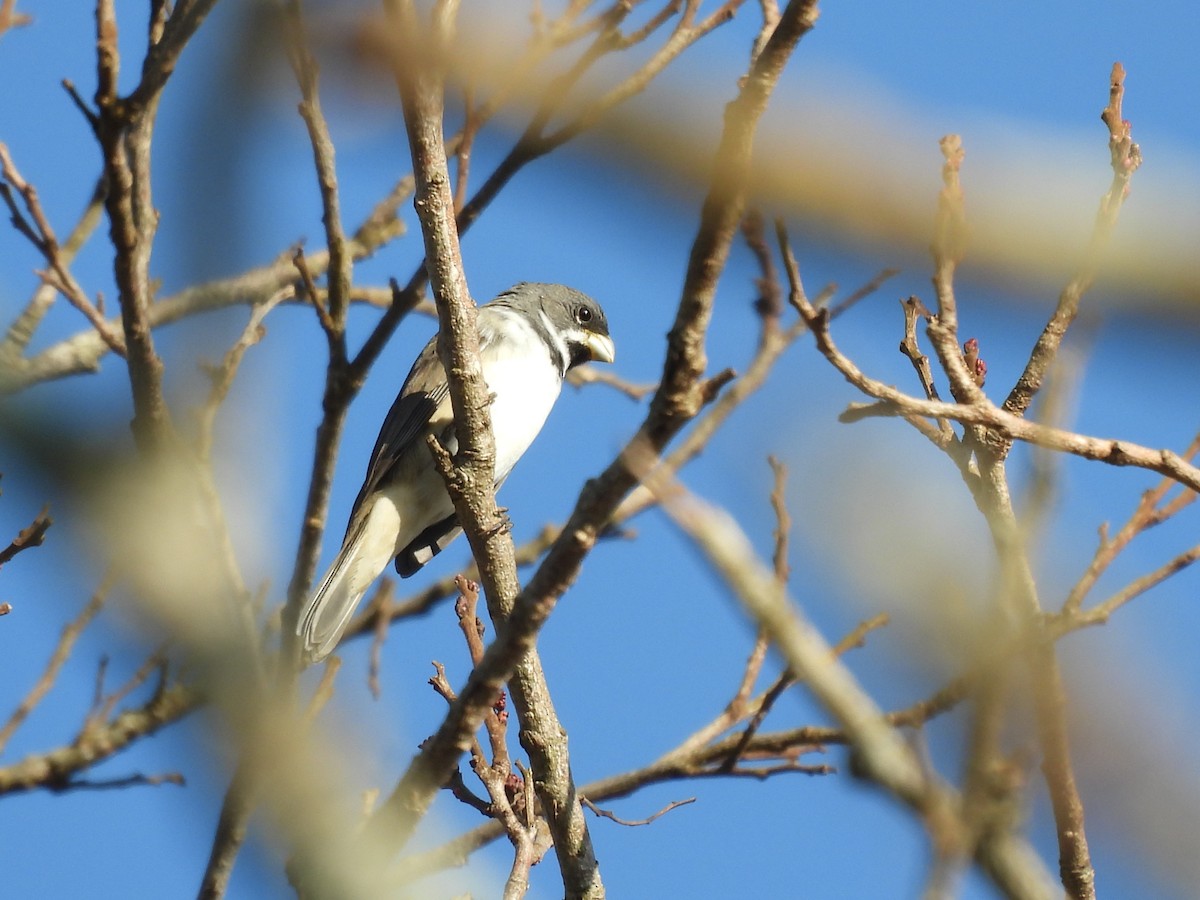 Double-collared Seedeater - ML638201158