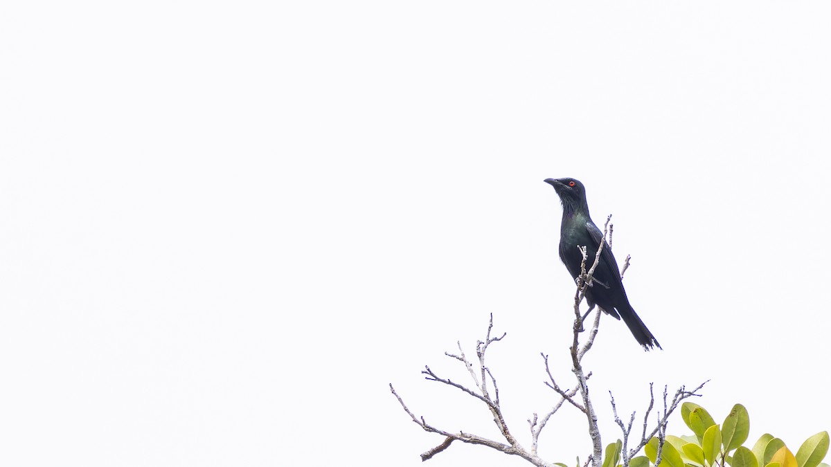 Metallic Starling - ML638201161