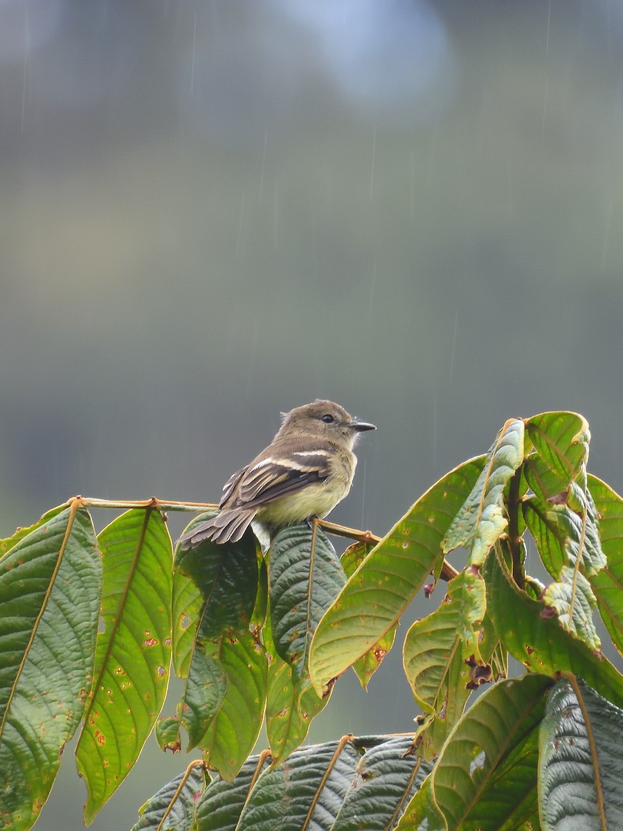 Olive-chested Flycatcher - ML638201169
