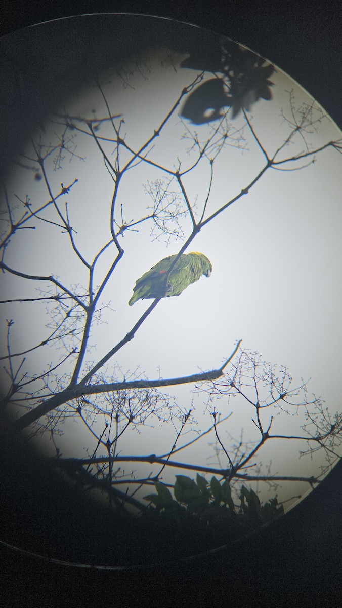 Yellow-naped Amazon - ML638201176