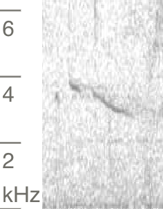 Hakengimpel - ML638201178