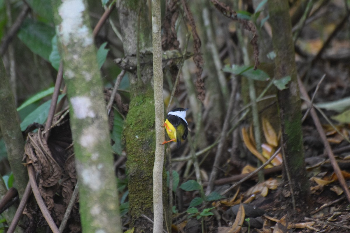 White-collared Manakin - ML638201189