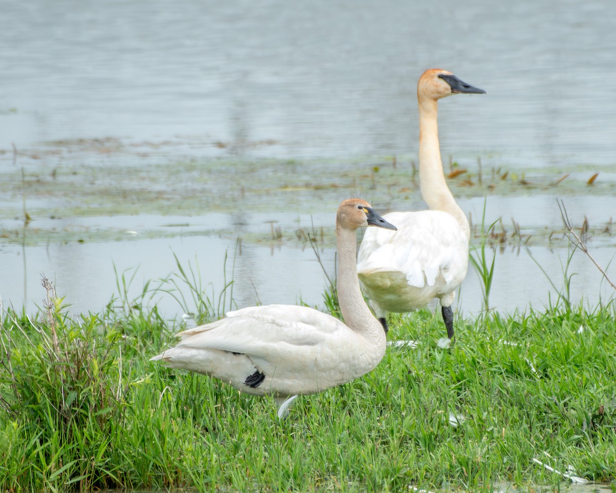 Tundra Swan - ML638201202