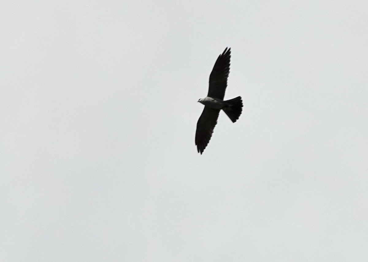 Mississippi Kite - ML638201206