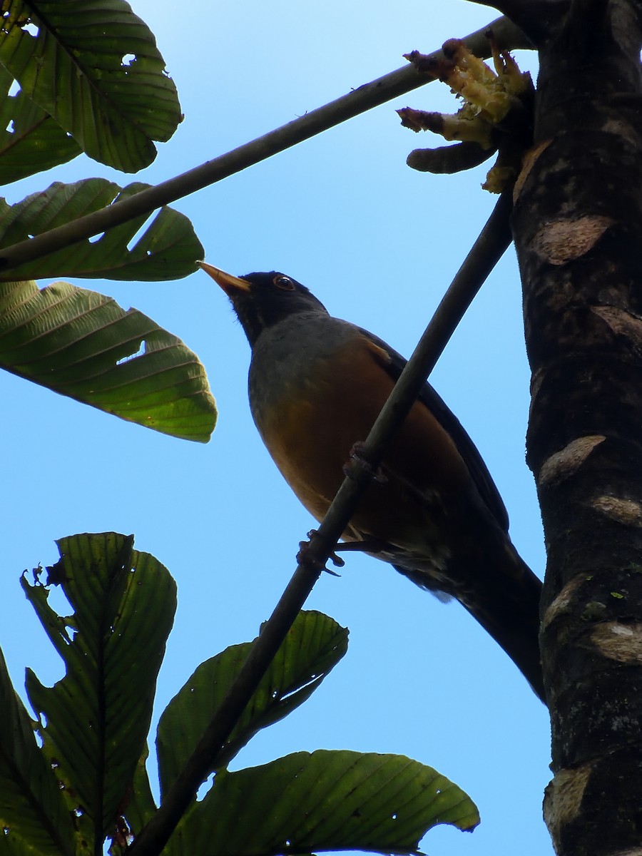 Chestnut-bellied Thrush - ML638201208