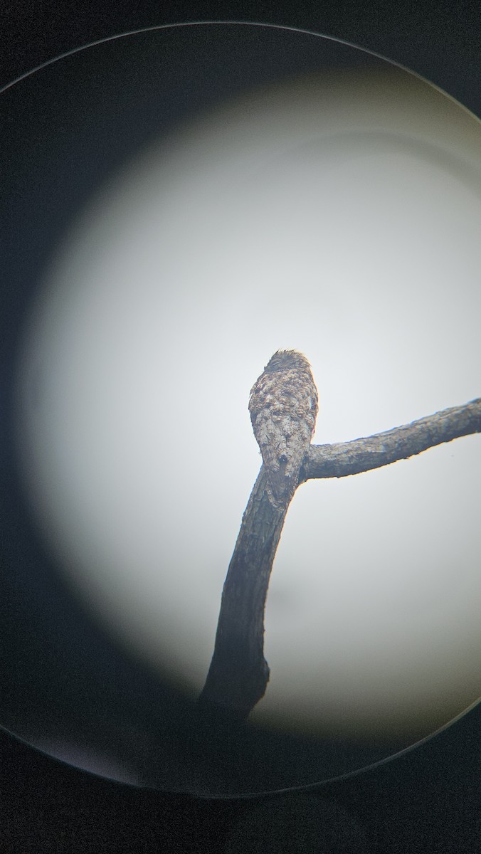 Great Potoo - ML638201209