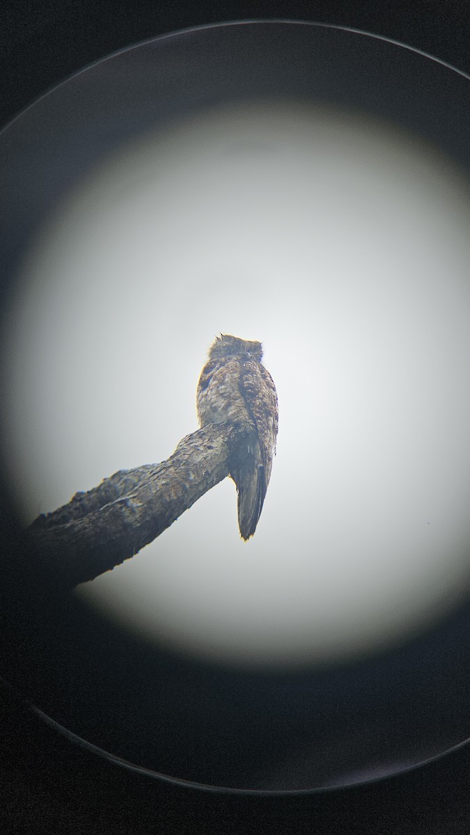 Great Potoo - ML638201210