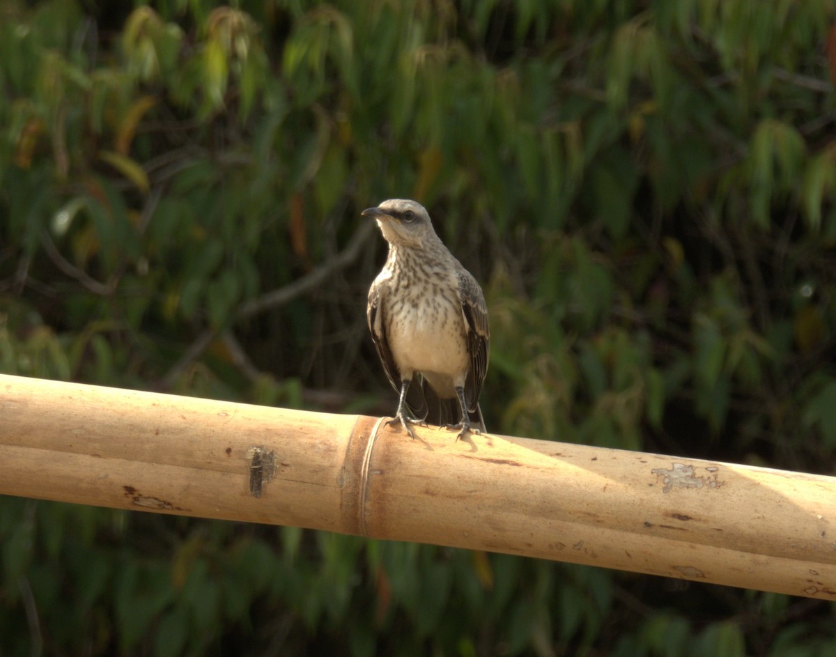 Tropical Mockingbird - ML638201213