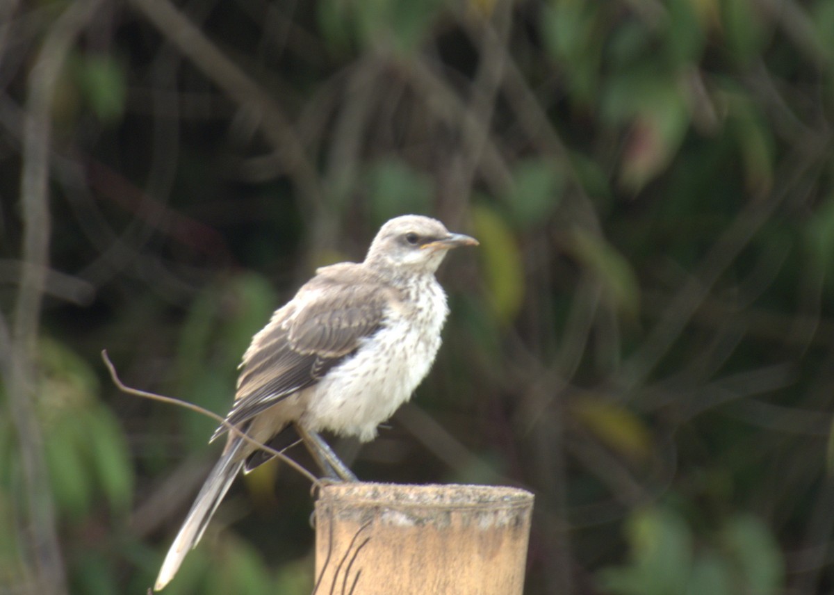 Tropical Mockingbird - ML638201215